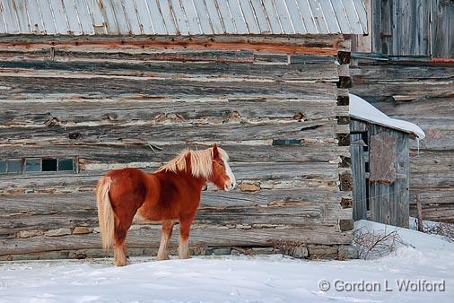 Horse Beside Log Barn_14056.jpg - Photographed near Carleton Place, Ontario, Canada.